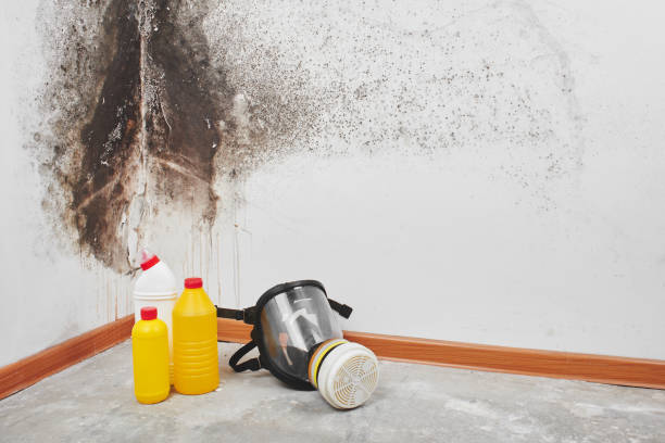 Best Certified Mold Removal  in Allendale, CA