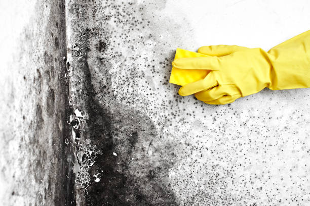 Best Mold Testing  in Allendale, CA