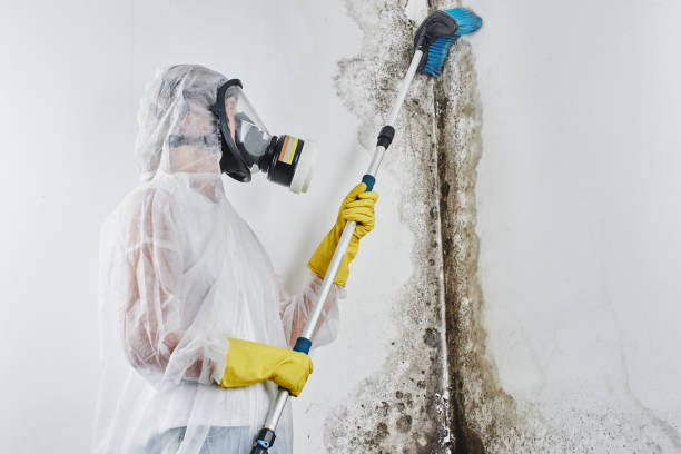 Best Crawl Space Mold Removal  in Allendale, CA