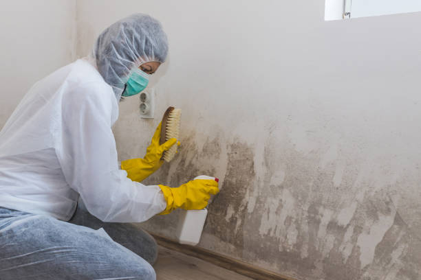 Best Professional Mold Removal  in Allendale, CA