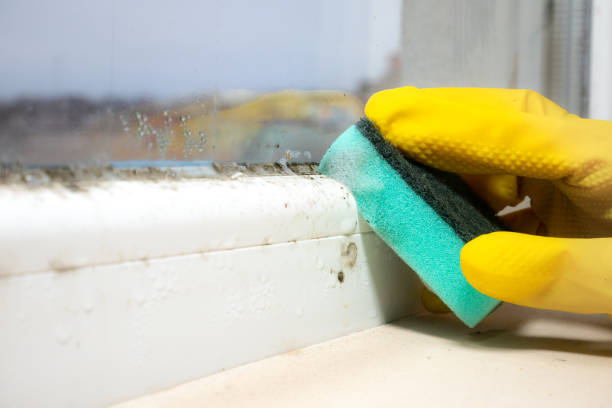 Best Professional Mold Removal  in Allendale, CA
