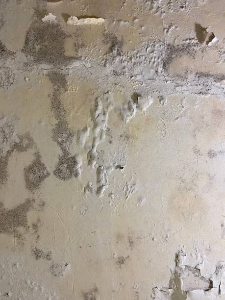 Best Attic Mold Removal  in Allendale, CA
