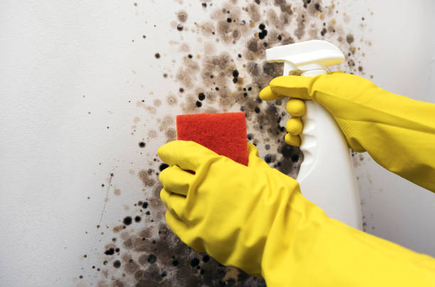 Best Mold Damage Repair  in Allendale, CA
