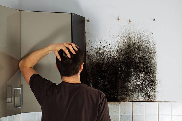 Best Black Mold Removal  in Allendale, CA