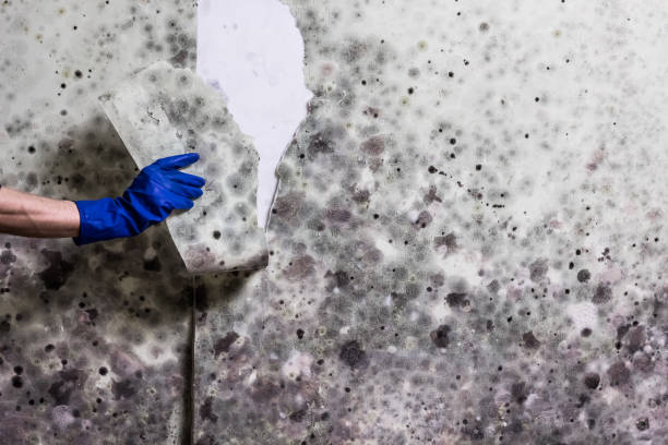 Best Office Mold Removal Services  in Allendale, CA