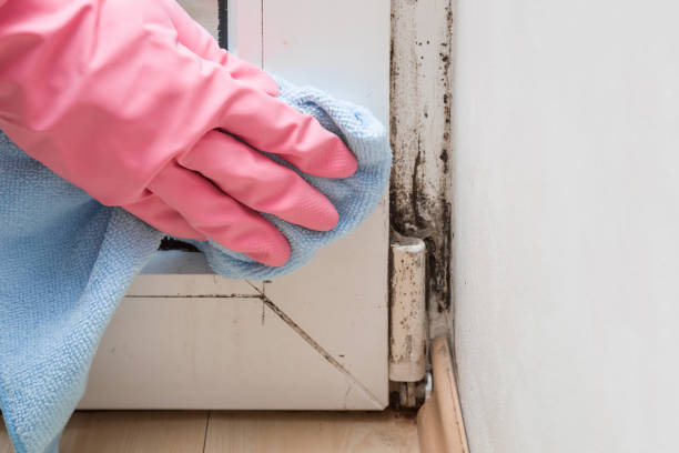Certified Mold Removal in Allendale, CA