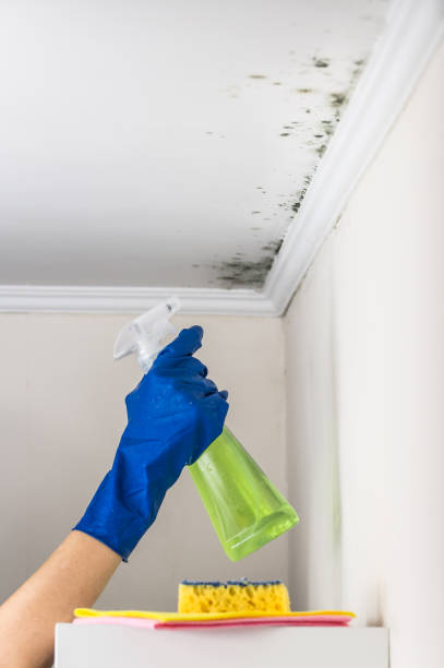 Best Local Mold Removal Service  in Allendale, CA