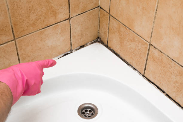 Best Mold Remediation  in Allendale, CA
